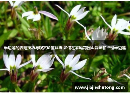 半边莲的养殖技巧与观赏价值解析 如何在家庭花园中栽培和护理半边莲